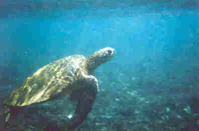 a sea turtle