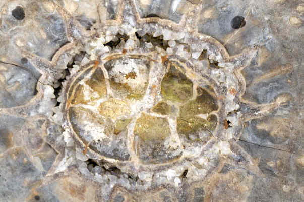 A Thunder-Egg from Lowell