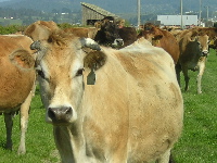 Happy Cows