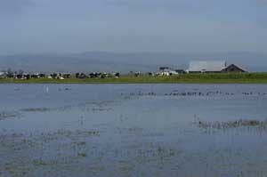 flooded field