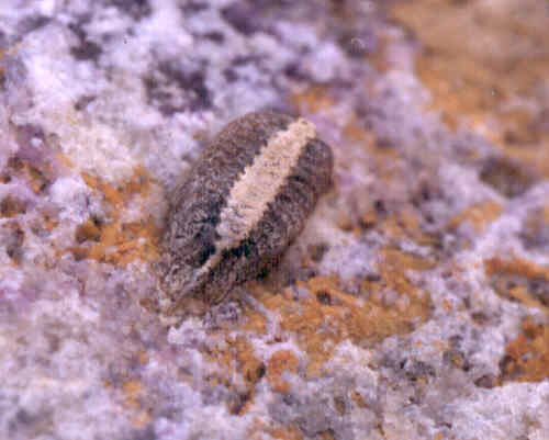 Hairy Trilobite photo by Jon Meyers