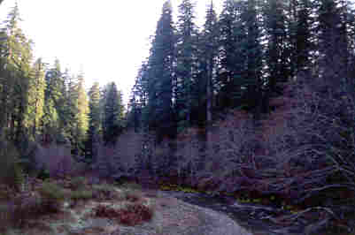 Redwood Trees