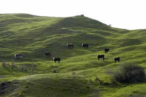 Happy Cows