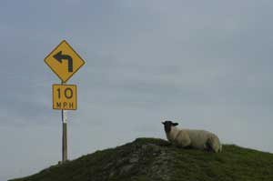 Sheep on the Edge of the World