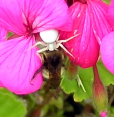 spider with her prey