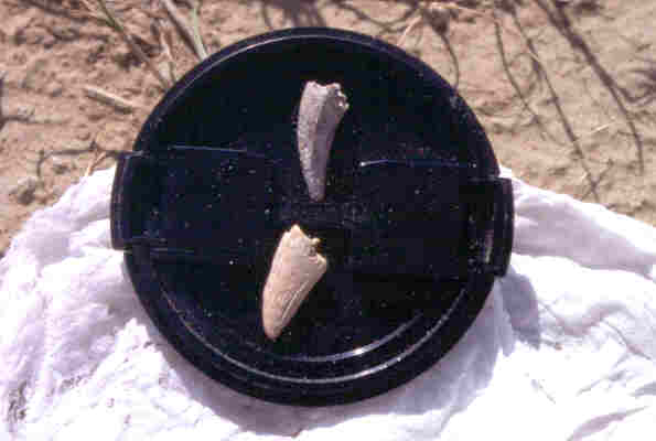 Teeth from microsite